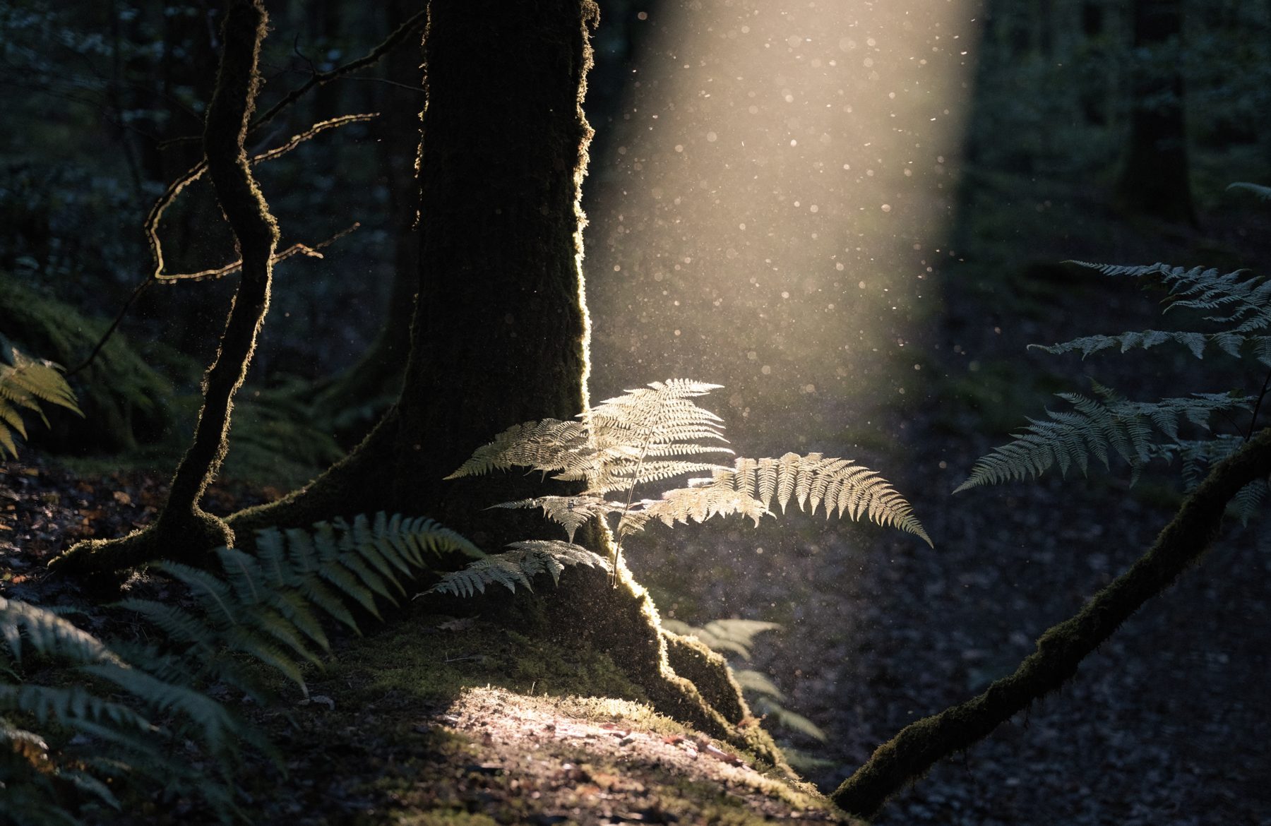 Morning light on ferns in a beech wood — GreenLife's forest image.